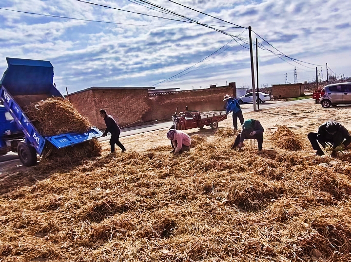 庆城:小小中药材撑起乡村大产业
