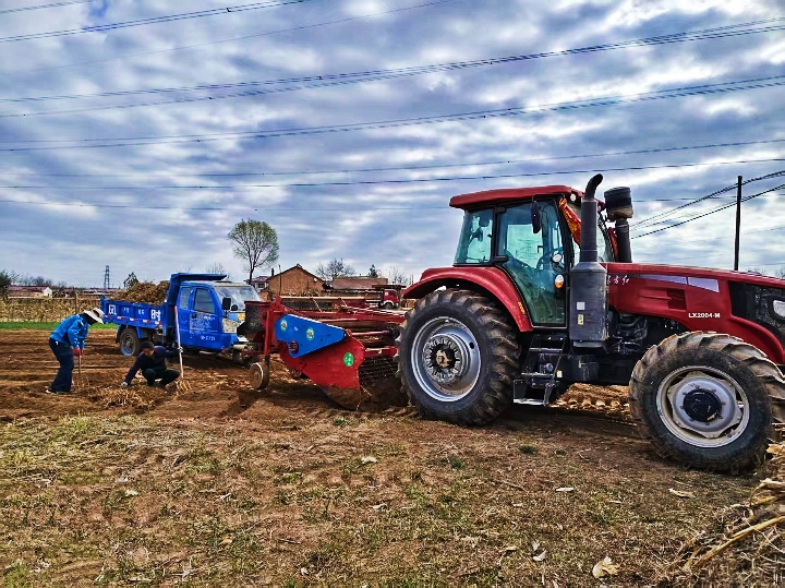 庆城:小小中药材撑起乡村大产业