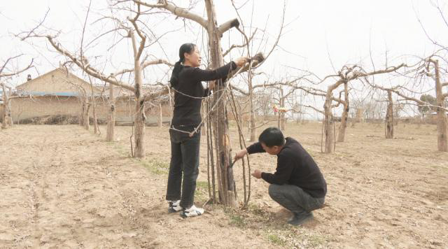 合水:果园春管修剪忙 助力秋后果飘香109