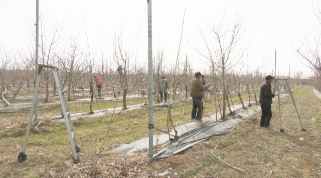 合水:果园春管修剪忙 助力秋后果飘香232