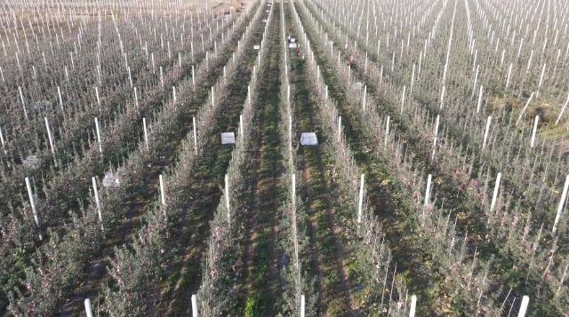 合水:果园春管修剪忙 助力秋后果飘香553