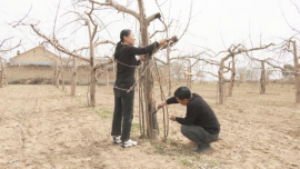 合水：果园春管修剪忙 助力秋后果飘香