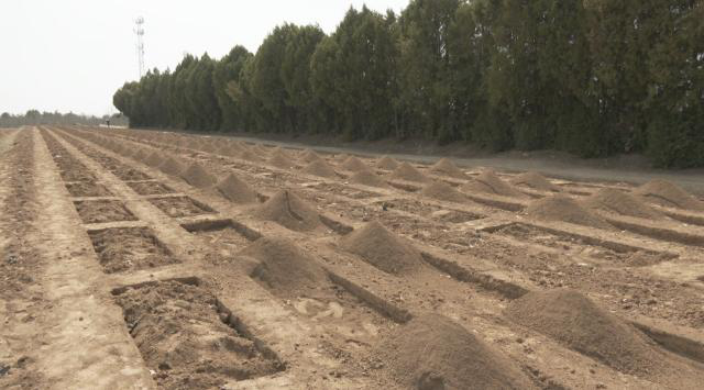 合水:春忙植绿正当时 林场育苗护生态653