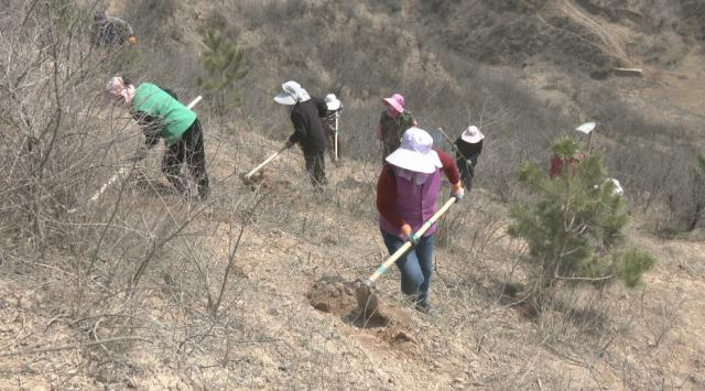合水:春忙植绿正当时 林场育苗护生态132