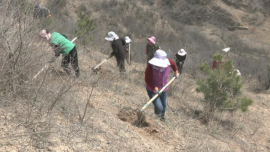 合水：春忙植绿正当时 林场育苗护生态