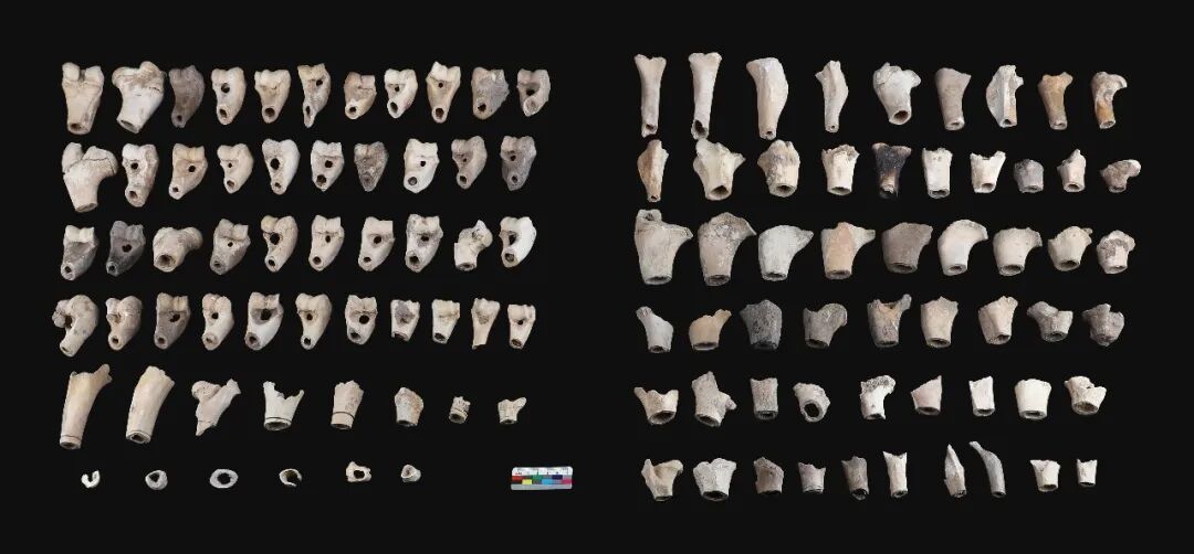 &nbsp;切割的动物骨骼