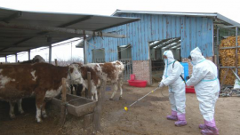 合水县吉岘镇：扎实推进春季动物防疫 筑牢畜牧生产“安全网”