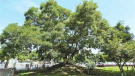 我省多措并舉保護古樹名木—— 讓綠色“老壽星”煥發(fā)青春