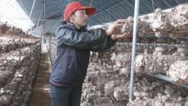 合水县太白镇：食用菌产业绘就民生幸福新图景