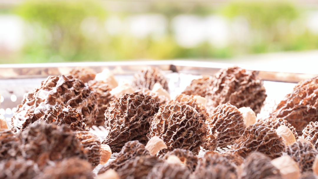 西峰区：春收&ldquo;主力菌&rdquo;抢&ldquo;鲜&rdquo;上市