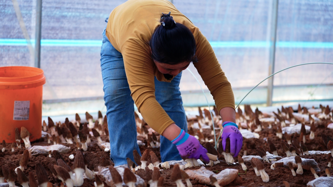 西峰区：春收&ldquo;主力菌&rdquo;抢&ldquo;鲜&rdquo;上市