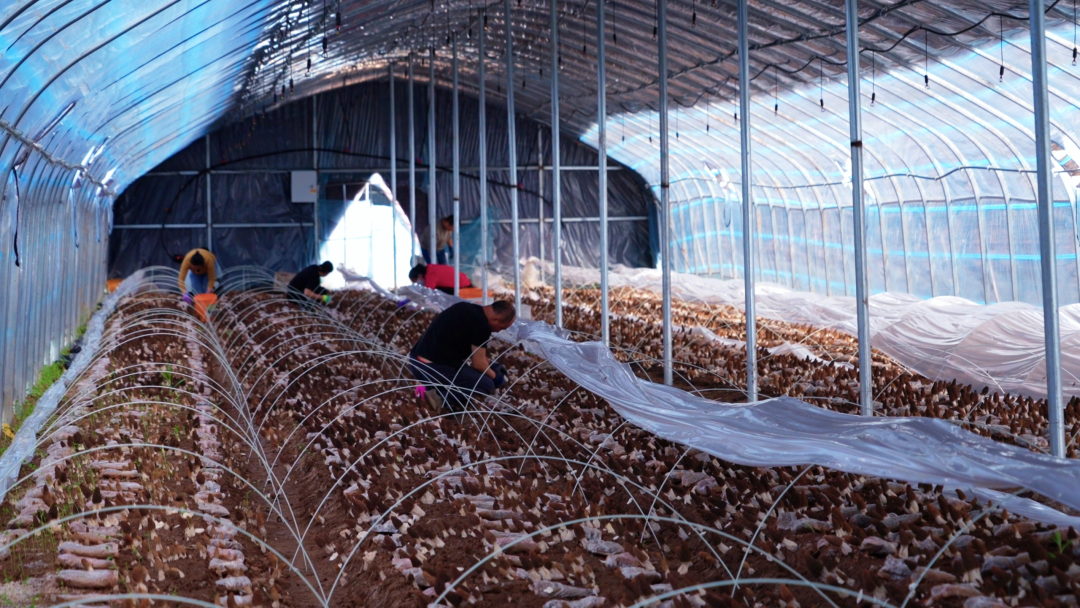 西峰区：春收&ldquo;主力菌&rdquo;抢&ldquo;鲜&rdquo;上市