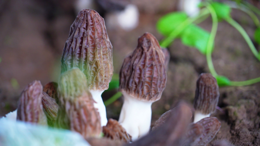 西峰区：春收&ldquo;主力菌&rdquo;抢&ldquo;鲜&rdquo;上市