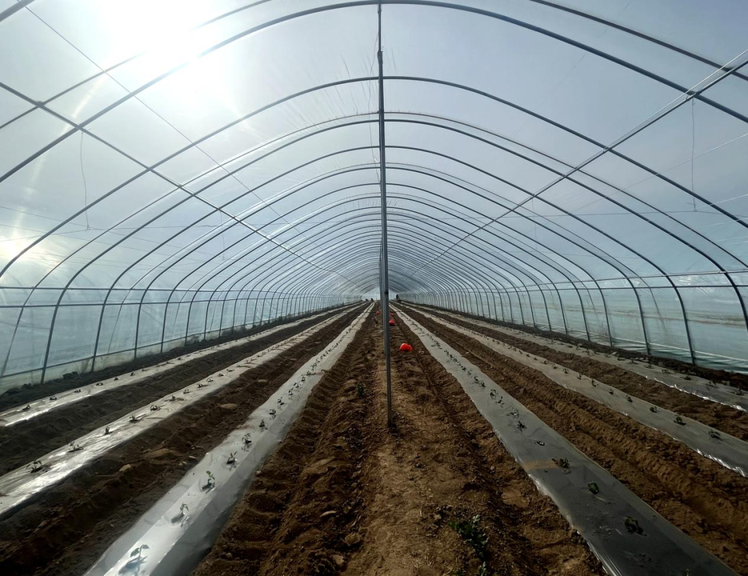 西峰：订单抵千里 村民共享&ldquo;热辣&rdquo;红利