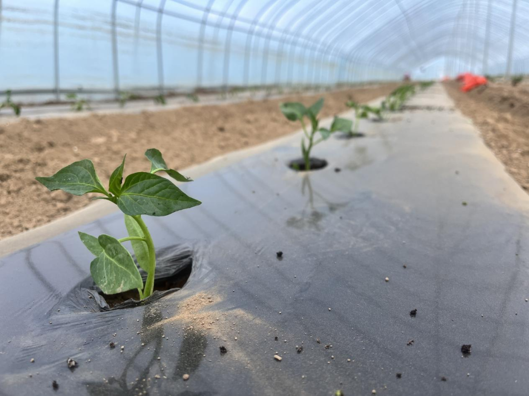 西峰：订单抵千里 村民共享&ldquo;热辣&rdquo;红利