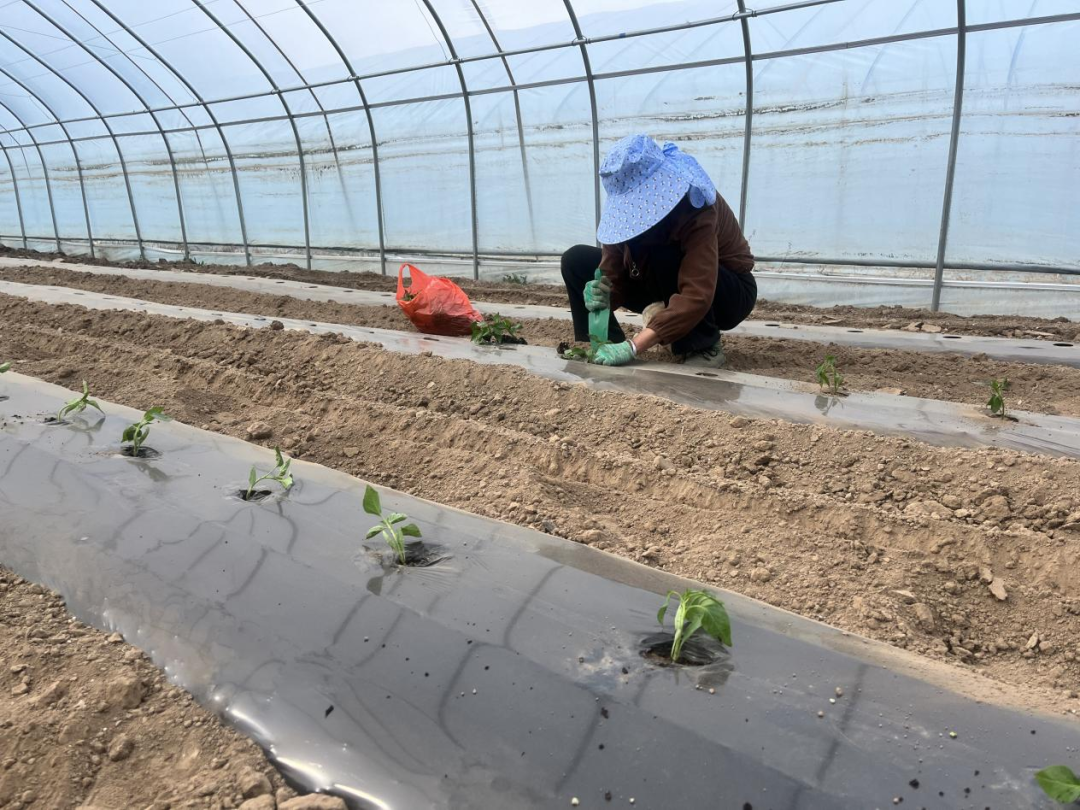 西峰：订单抵千里 村民共享&ldquo;热辣&rdquo;红利