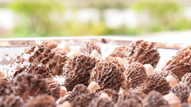 西峰區(qū)：春收“主力菌”搶“鮮”上市