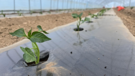 西峰：訂單抵千里 村民共享“熱辣”紅利