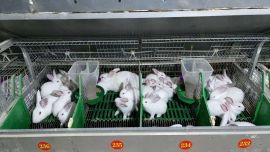 寧縣：小兔子“蹦”出鄉(xiāng)村振興大產(chǎn)業(yè)