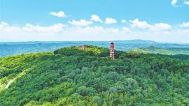 底色之變 ——五百五十五萬畝林海背后的“平?jīng)雒艽a”