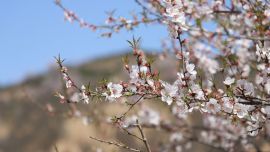 【組圖】一箋春色棲馬蓮 滿(mǎn)城花香溢寧縣