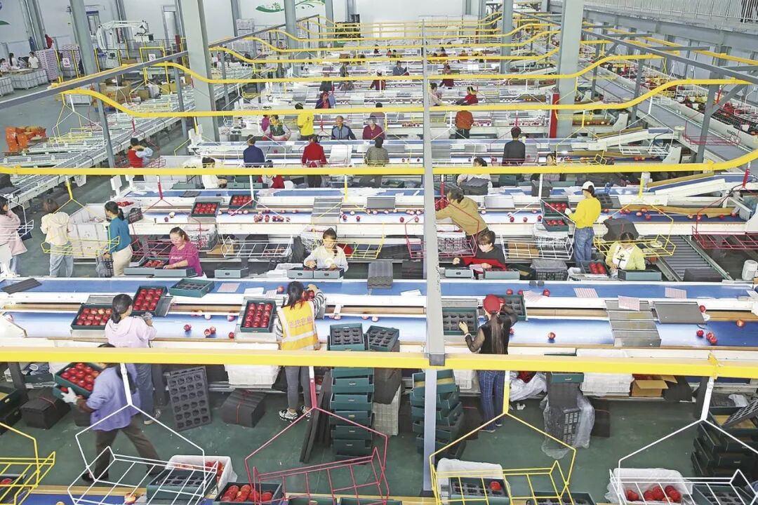 庆阳正洋现代生态农业科技有限公司的分拣车间，工人在分拣苹果。（资料图）