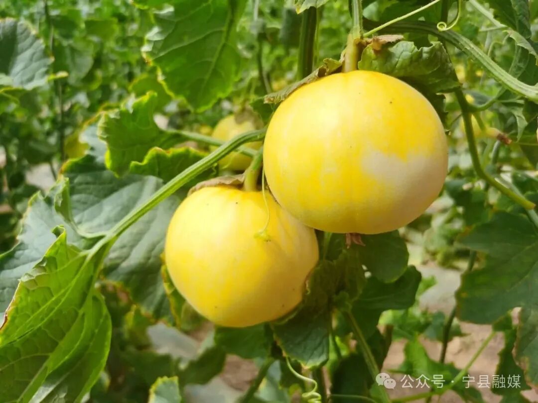 寧縣：甜瓜搶&ldquo;鮮&rdquo;上市 特色種植鋪就&ldquo;甜蜜路&rdquo;