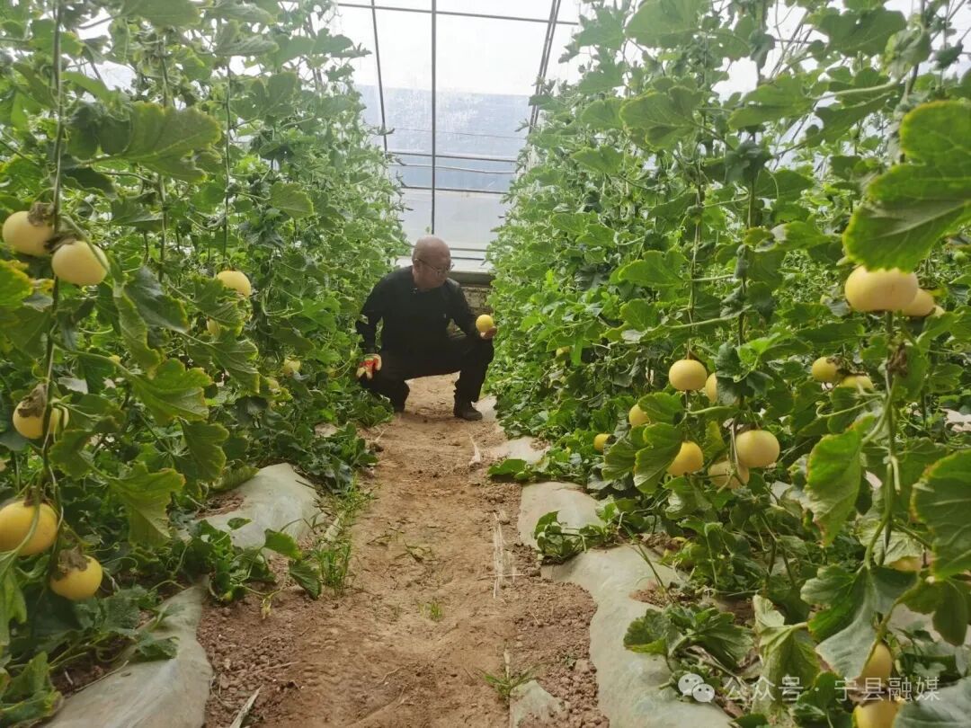 寧縣：甜瓜搶&ldquo;鮮&rdquo;上市 特色種植鋪就&ldquo;甜蜜路&rdquo;