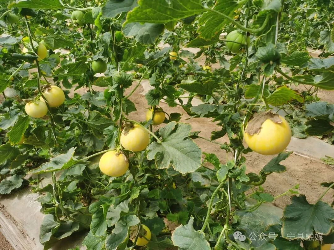 寧縣：甜瓜搶&ldquo;鮮&rdquo;上市 特色種植鋪就&ldquo;甜蜜路&rdquo;