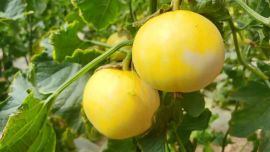 寧縣：甜瓜搶“鮮”上市 特色種植鋪就“甜蜜路”