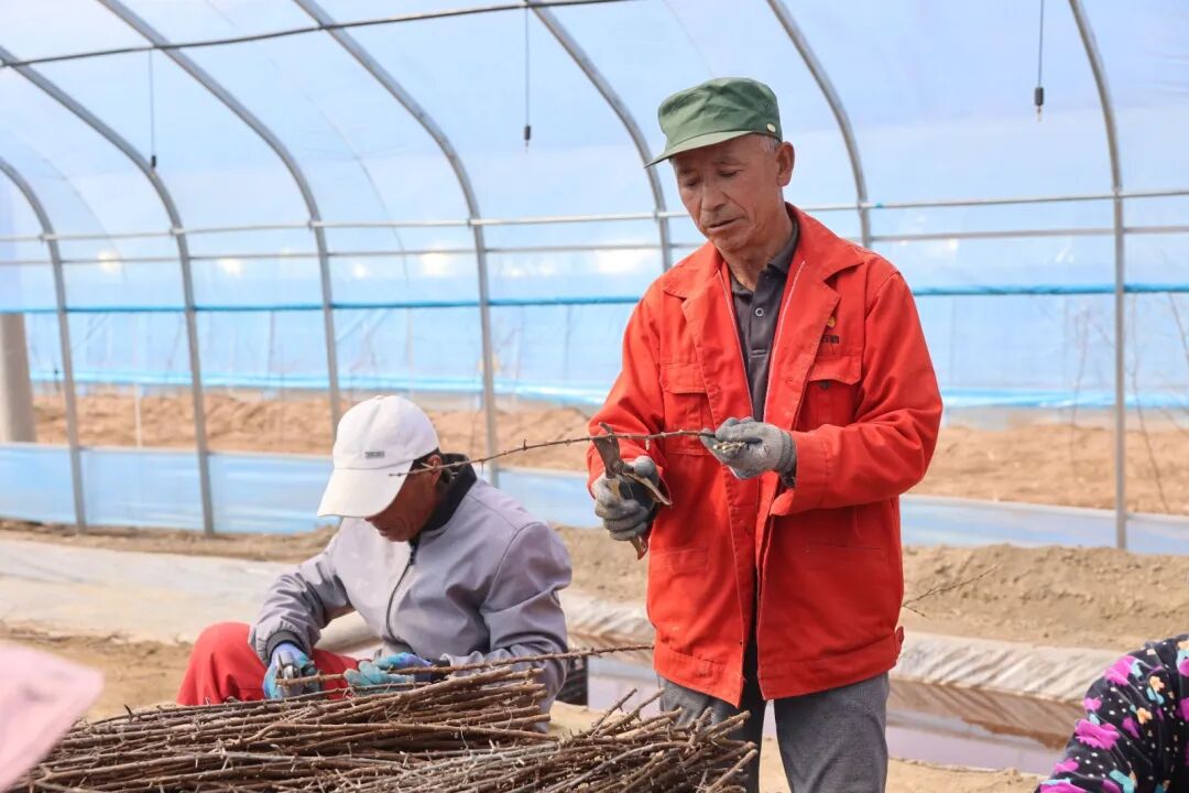 华池县紫坊畔乡沙棘扦插育苗忙