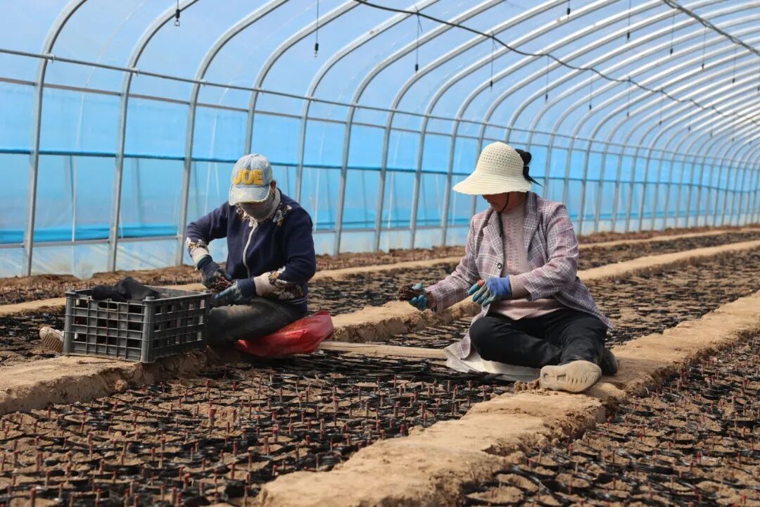 华池县紫坊畔乡沙棘扦插育苗忙