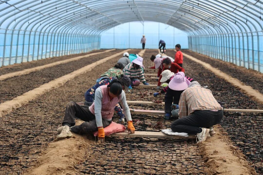 华池县紫坊畔乡沙棘扦插育苗忙