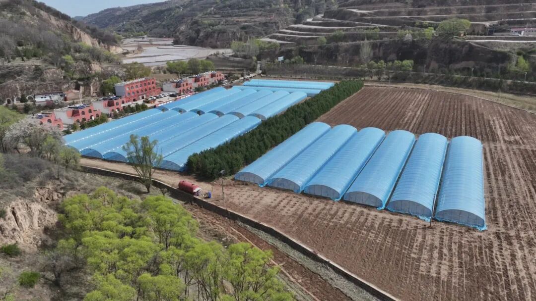 华池县紫坊畔乡沙棘扦插育苗忙