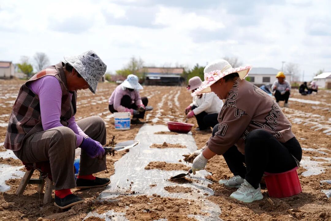 合水县段家集乡：支部带头种&ldquo;金草&rdquo; 千亩药材富乡邻