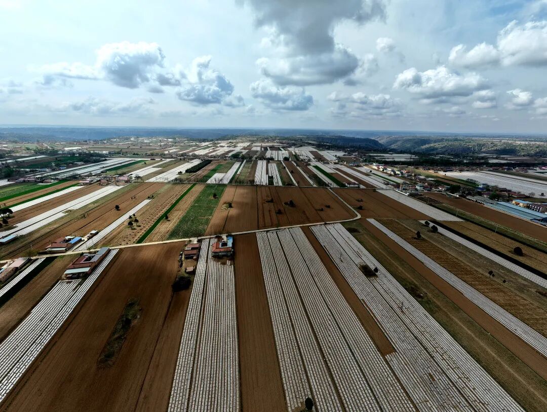 合水县段家集乡：支部带头种&ldquo;金草&rdquo; 千亩药材富乡邻