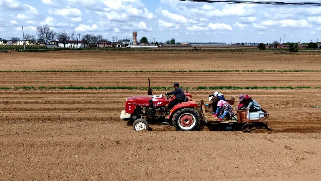 合水县段家集乡：支部带头种&ldquo;金草&rdquo; 千亩药材富乡邻
