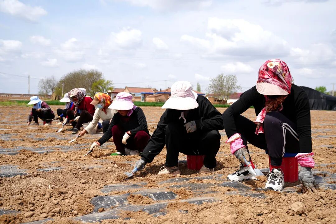 合水县段家集乡：支部带头种&ldquo;金草&rdquo; 千亩药材富乡邻