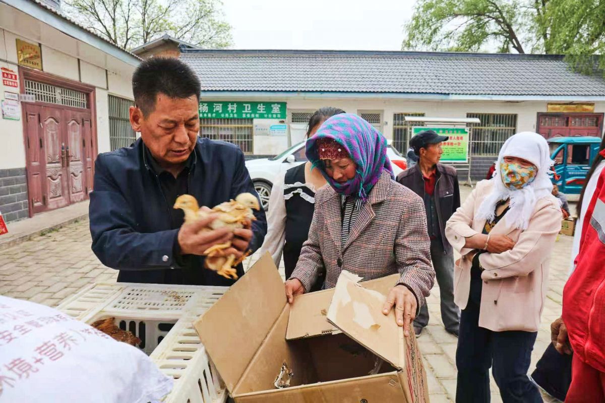慶城縣:土橋鄉(xiāng)楊河村駐村工作隊(duì)開展免費(fèi)發(fā)放雞苗幫扶活動(dòng)