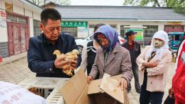 庆城县:土桥乡杨河村驻村工作队开展免费发放鸡苗帮扶活动