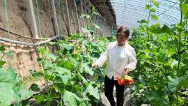 西峰區(qū)肖金鎮(zhèn)：水果黃瓜搶“鮮”上市 特色種植助農(nóng)增收