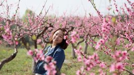 組圖：花開(kāi)寧州滿(mǎn)塬香