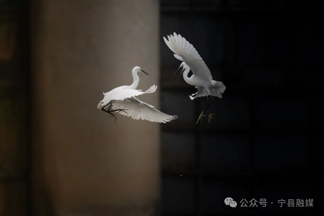 振翅齊飛馬蓮河（王瑋攝）