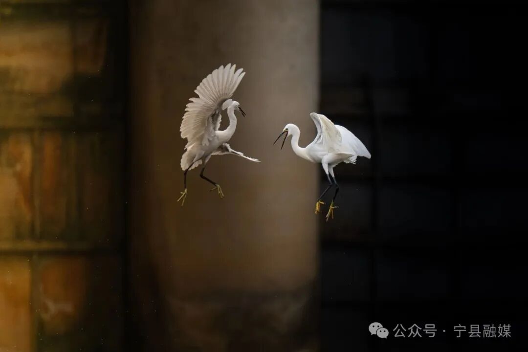 馬蓮河上的靈動(dòng)身影（王瑋攝）