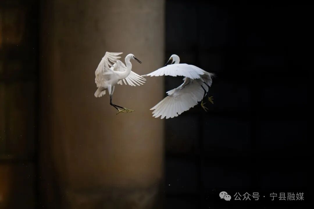 白鷺嬉戲馬蓮河畔（王瑋攝）
