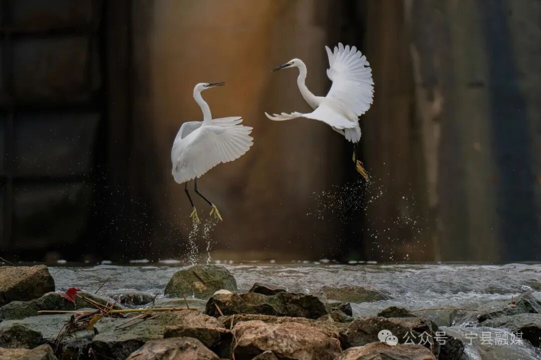 馬蓮河上的白鷺之舞（王瑋攝）