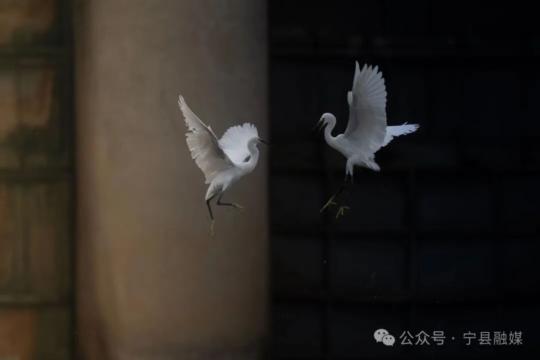 馬蓮河上空的 &ldquo;空中對(duì)話&rdquo;（王瑋攝）