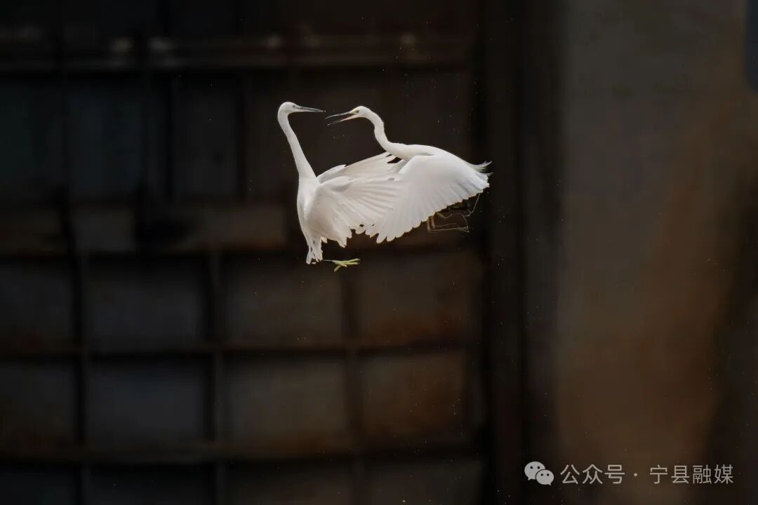 馬蓮河畔白鷺戲（王瑋攝）