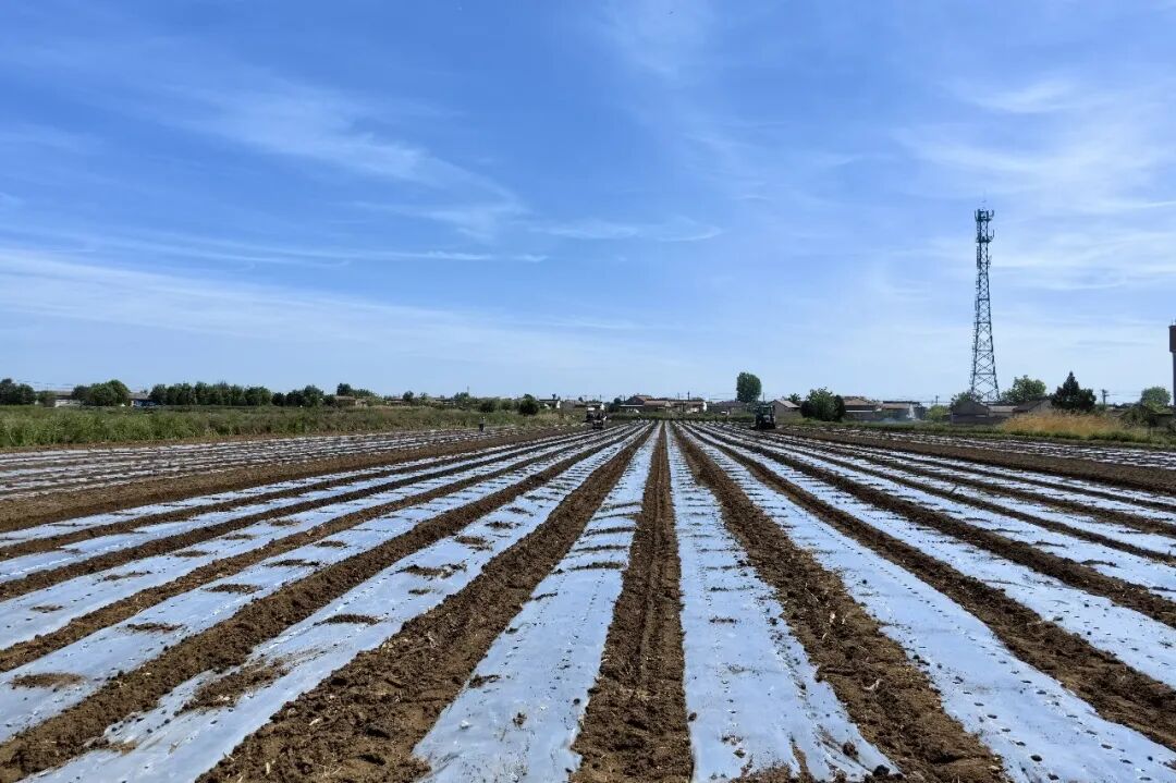宁县春荣镇：深耕千亩玉米地  种下乡村振兴新希望