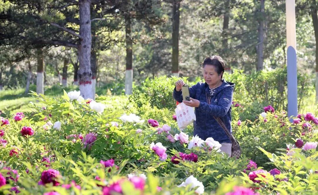 西峰区：牡丹绽放满园芳 游园赏景正当时